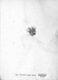 Thrombium epigaeum image